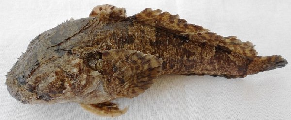 ปลาย่าดุก
Allenbatrachus grunniens  (Linnaeus, 1758)	
 Grunting toadfish 
ขนาด 30cm