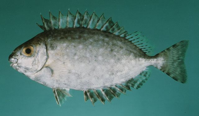 ปลาสลิดทะเลจุดขาว ขี้ตัง
Siganus canaliculatus  (Park, 1797)	
 White-spotted spinefoot 
ขนาด 25cm