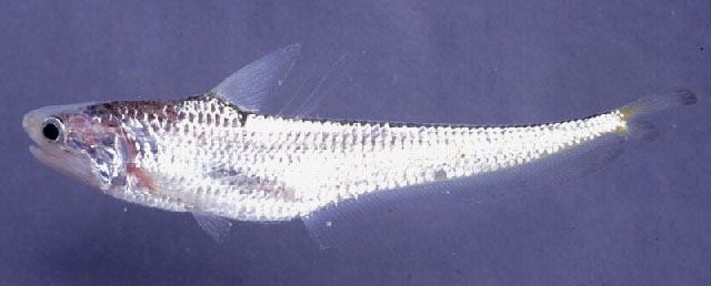 ปลาหางไก่
Coilia lindmani  Bleeker,  1857	
 Lindman's grenadier anchovy 
ขนาด 18cm