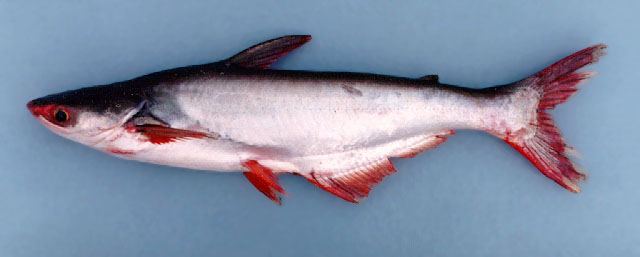 ปลาสวาย
Pangasianodon hypophthalmus  (Sauvage, 1878)	
 Striped catfish
ขนาด 120cm

