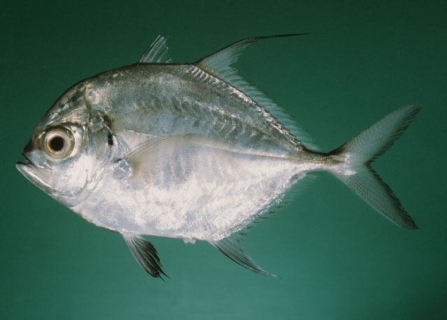 ปลากะมงแซ่ กะมงแก้มบาง
Carangoides armatus  (Rüppell, 1830)	
 Longfin trevally 
ขนาด 50cm