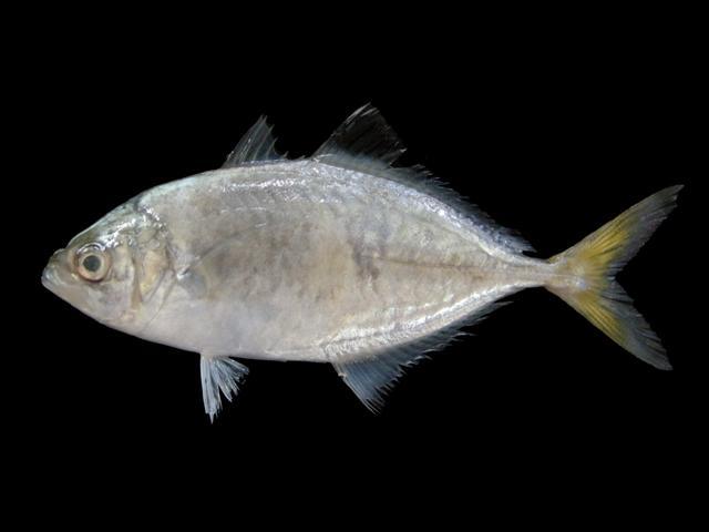 ปลาสีขนครีบดำ
Carangoides praeustus  (Anonymous [Bennett], 1830)	
 Brownback trevally 
ขนาด 20cm