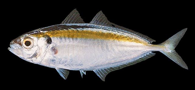 ปลาข้างเหลือง
Selaroides leptolepis  (Cuvier, 1833)	
Yellowstripe scad 
ขนาด 20cm