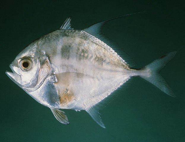 ปลาหูแพ
Ulua mentalis  (Cuvier, 1833)	
 Longrakered trevally 
ขนาด 80cm