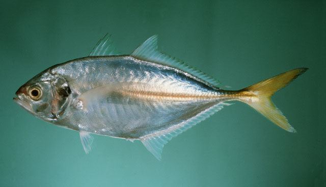 ปลาสีขน
Alepes djedaba  (Forsskål, 1775)	
 Shrimp scad 
ขนาด 40cm