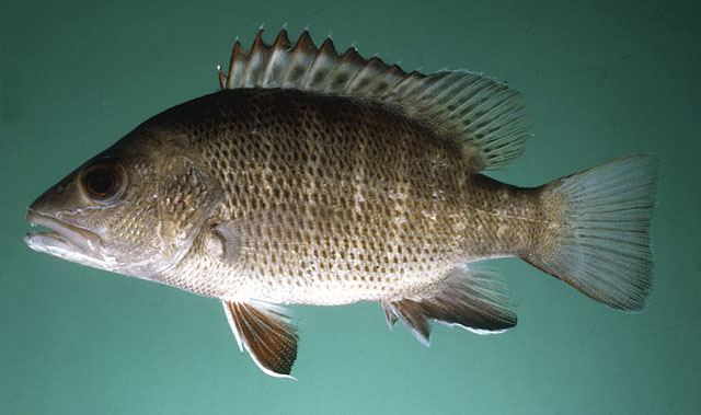 ปลาแดงเขี้ยว
Lutjanus argentimaculatus  (Forsskål, 1775)	
 Mangrove red snapper
ขนาด 150cm