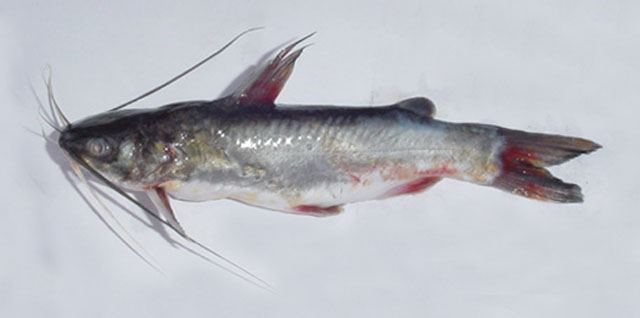 ปลาแหยง

Mystus gulio  (Hamilton, 1822) Long whiskers catfish 
ขนาด 40cm

