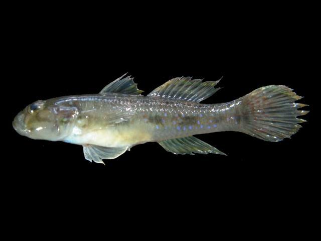 ปลากัดทะเล บู่จุดเขียว
Acentrogobius viridipunctatus  (Valenciennes, 1837)	
 Spotted green goby 
