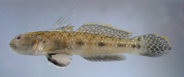 ปลาบู่ดำ
Acentrogobius cyanomos  (Bleeker, 1849)	
ขนาด 11cm