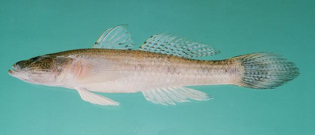 ปลาบู่จาก
Glossogobius giuris  (Hamilton, 1822)	
 Tank goby 
ขนาด 30cm