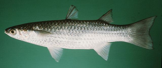 ปลากระบอก
Chelon subviridis  (Valenciennes, 1836)	
 Greenback mullet 
ขนาด 40cm