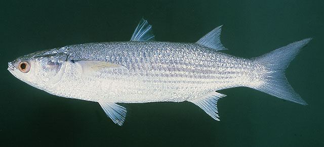 ปลากระบอก
Moolgarda seheli  (Forsskål, 1775)	
 Bluespot mullet 
ขนาด 60cm