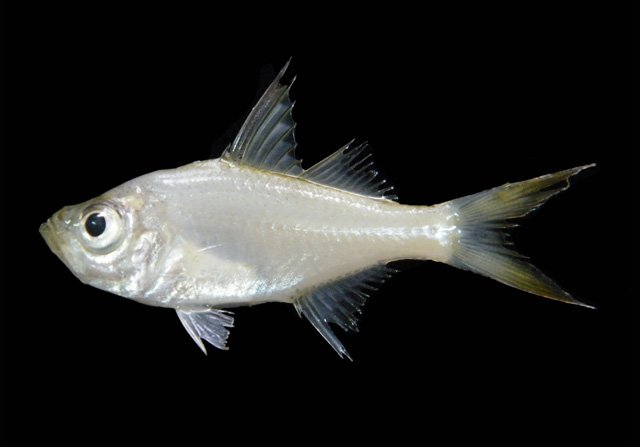 ปลาขี้จิน
Ambassis gymnocephalus  (Lacepède, 1802)	
 Bald glassy 
ขนาด 10cm
