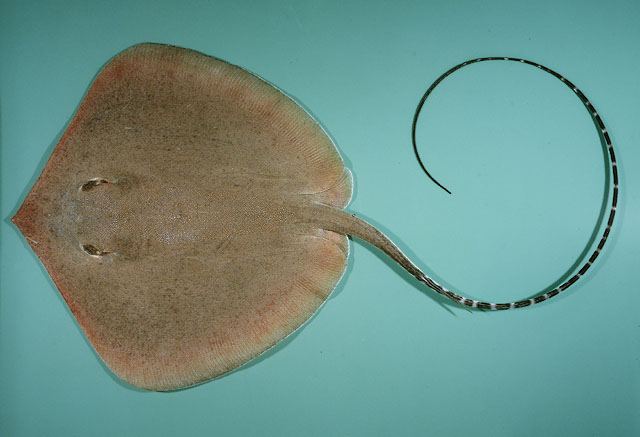 กระเบน
Himantura gerrardi  (Gray, 1851)	
 Sharpnose stingray 
ขนาด กว้าง 150cm