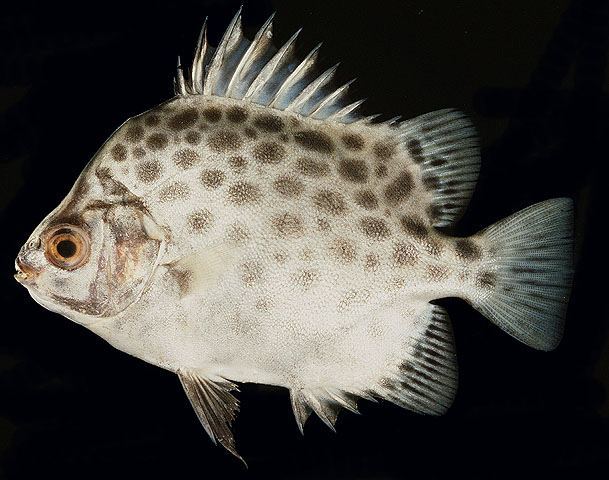 ปลาขี้เกง
Scatophagus argus  (Linnaeus, 1766) 
 Spotted scat 
ขนาด 30cm