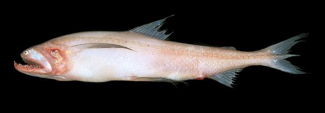 Harpadon nehereus  (Hamilton, 1822)	
Bombay-duck 
ขนาด 40cm