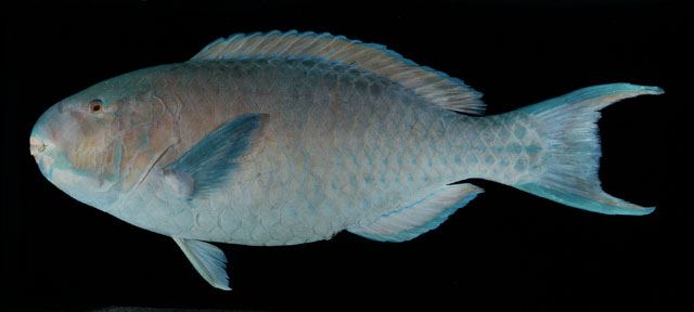 ปลานกแก้วสีเพลิง
Scarus ghobban  Forsskål,  1775 
 Blue-barred parrotfish ขนาด 80 cm