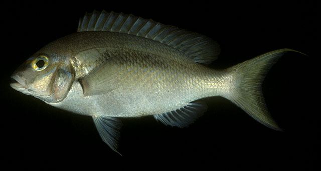ปลาทรายขาวแถบน้ำตาล
Scolopsis monogramma  (Cuvier, 1830)  
 Monogrammed monocle bream  
ขนาด 30cm