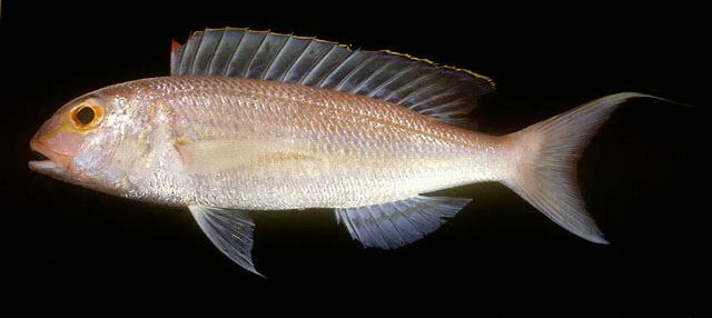 ปลาทรายแดง
Nemipterus nemurus  (Bleeker, 1857)  
 Redspine threadfin bream  
ขนาด 21cm