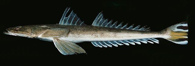 ปลาหางควาย
Platycephalus indicus  (Linnaeus, 1758)  
 Bartail flathead  
ขนาด 40-60cm