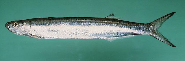 ปลาดาบลาว ปลาฝักพร้า
Chirocentrus dorab  (Forsskål, 1775)  
 Dorab wolf-herring  
ขนาด 100c