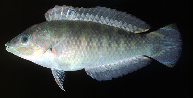 ปลานกขุนทอง
Halichoeres nigrescens  (Bloch & Schneider, 1801)  
 Bubblefin wrasse  
ขนาด 5cm