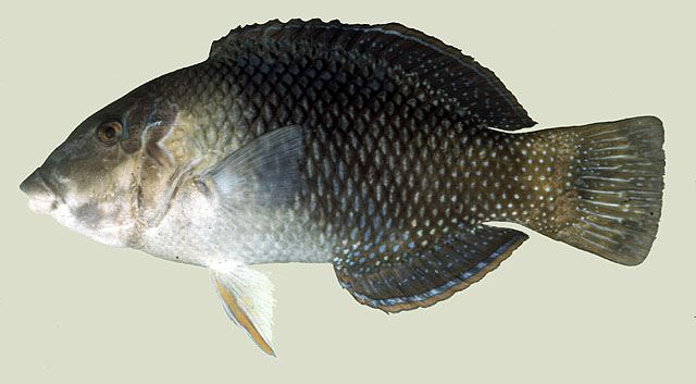 ปลานกขุนทองปากเจ่อ
Hemigymnus melapterus  (Bloch, 1791)  
 Blackeye thicklip  
ขนาด 50cm