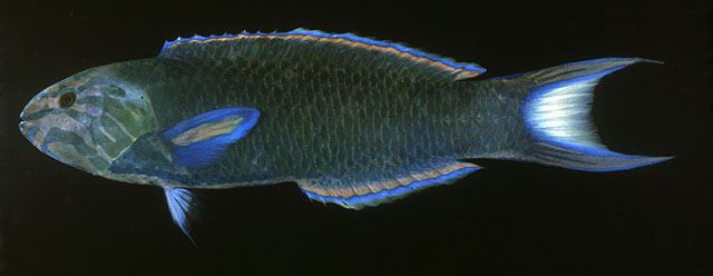 ปลาเขียวพระอินทรื
Thalassoma lunare  (Linnaeus, 1758)  
 Moon wrasse  
ขนาด 20cm