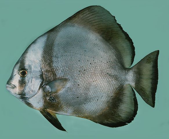 ปลาหุช้างกลม
Platax orbicularis  (Forsskål, 1775)  
 Orbicular batfish  
ขนาด 50cm