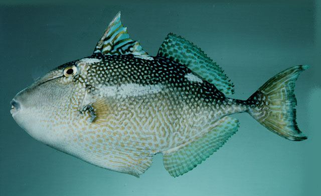 ปลาวัวไก่ตอน
Abalistes stellaris  (Bloch & Schneider, 1801)  
 Starry triggerfish  
ขนาด 60cm 