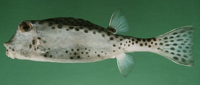 ปลากล่องนอเล็ก
Ostracion nasus  Bloch, 1785  
 Shortnose boxfish  
ขนาด 30cm 