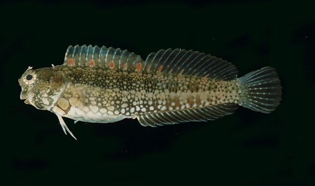 ปลาตั๊กแตนหิน
Salarias guttatus  Valenciennes, 1836  
 Breast-spot blenny  
ขนาด 15cm 
