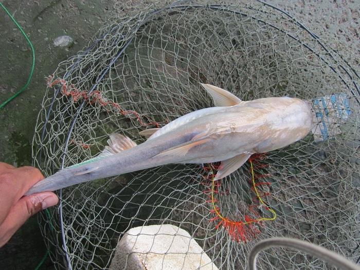 ดูกันชัดๆครับ ปลาสายยู ผมเคยไปตกแถวนครพนม นักตกปลาแถวนั้นเรียกว่า ปลายางครับ น้าๆท่านใดมีชื่ออย่างอื