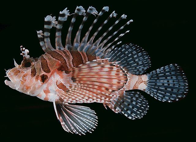 ปลาสิงโตม้าลาย
Dendrochirus zebra  (Cuvier, 1829) Zebra turkeyfish 
ขนาด 12cm
พบในแนวปะการัง และ 