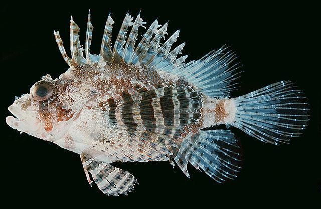 ปลาสิงโตครีบสั้น
Dendrochirus brachypterus  (Cuvier, 1829) Shortfin turkeyfish 
ขนาด 15cm
หากินเว