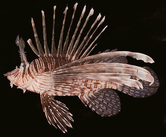 ปลาสิงโตครีบยาว
Pterois volitans  (Linnaeus, 1758) Red lionfish 
ขนาด 30cm

พบตามแนวปะการัง หรือ