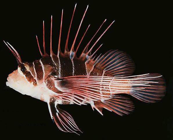 ปลาสิงโตครีบขาว
Pterois radiata  Cuvier, 1829 Radial firefish
ขนาด 25cm
ออกหากินเวลา กลางคืน ตามก