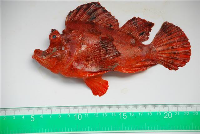 ปลามังกรใบไม้
Rhinopias eschmeyeri  Condé, 1977 Eschmeyer's scorpionfish 
ขนาด 23cm
พบตามแนวปะกา