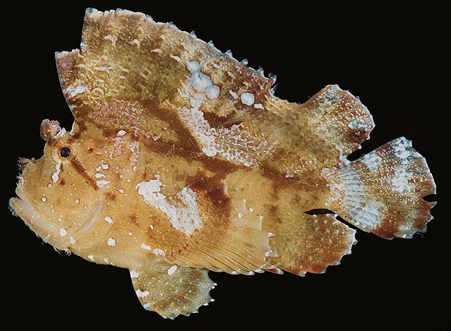 ปลาแมงป่องใบไม้
Taenianotus triacanthus  Lacepède, 1802 Leaf scorpionfish 
ขนาด 10cm
พบตามพื้นใกล