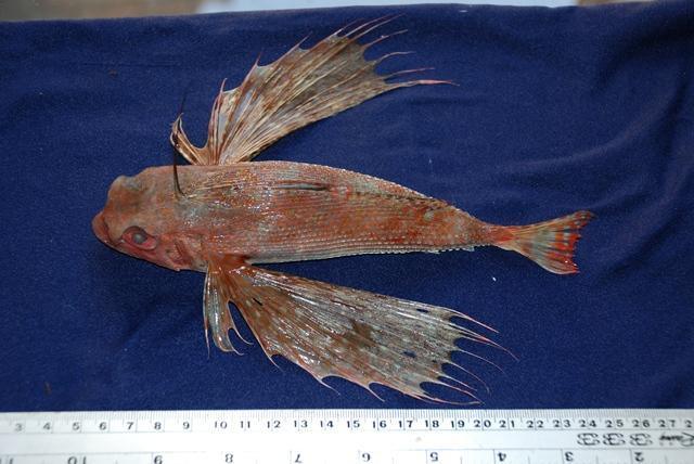 ปลานกฮูก
Dactyloptena orientalis  (Cuvier, 1829) Oriental flying gurnard 
ขนาด 38cm
พบบริเวณพื้นท