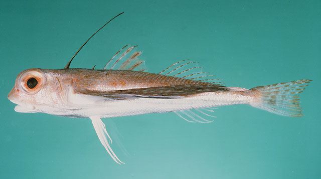 ปลานกฮุกลายฟ้า
Dactyloptena macracantha  (Bleeker, 1855) Spotwing flying gurnard 
ขนาด 30cm
พบบริ