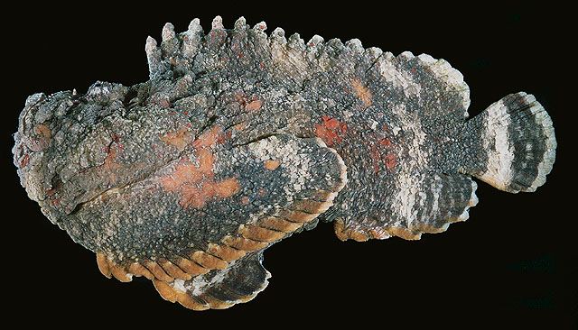 ปลาหิน
Synanceia verrucosa  Bloch & Schneider, 1801 Stonefish 
ขนาด 40cm
แนวปะการังน้ำตื้น บางครั