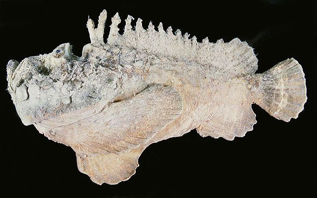 ปลากะรังหัวโขน
Synanceia horrida  (Linnaeus, 1766) Estuarine stonefish 
ขนาด 40cm
พบตามแนวปะการัง