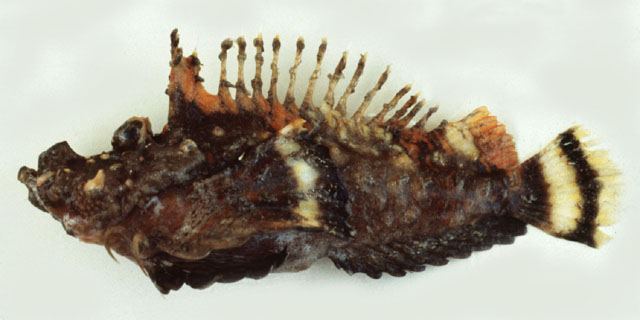 ปลาอิ์นเดียนวอ์กแมน
Inimicus sinensis  (Valenciennes, 1833) Spotted ghoul 
ขนาด 27cm
พบหากินตามพื