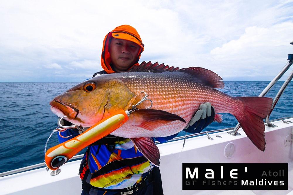 



พวกผมเรียกมันว่า "ไอ่แดง" 

มันเป็นปลาในกลุ่ม Red Snapper  บ้านเราก็คงราวๆ เดียวกับกลุ่ม