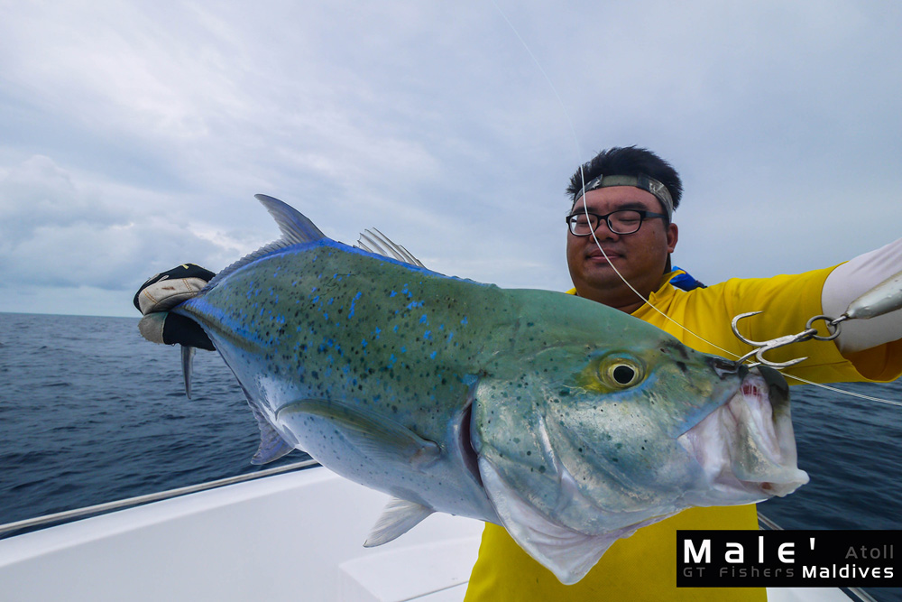 


Blue fin Trevally (กระมงจุดฟ้า) 

เทียบกัน ปอนด์ ต่อ ปอนด์ กับ GT แล้ว ถ้าน้ำหนักตัวเท่ากัน 