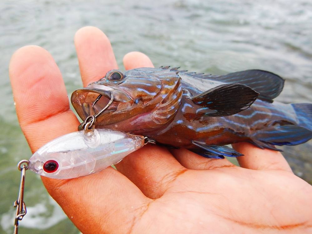 
 [center]เก๋าป๊อด + Tackle House - SHORES Sinking Pool Shad 41mm 4g  สีใสๆ สียังกะกุ้งเลย    :laug