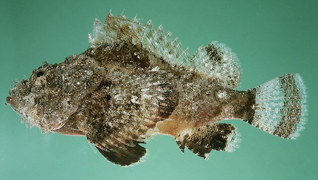 ปลาแมงป่อง
Scorpaenopsis diabolus  (Cuvier, 1829)	
 False stonefish 
ขนาด 30cm