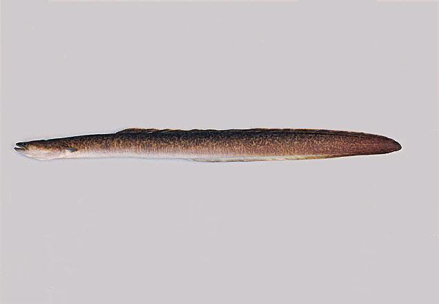ปลาไหลยักษ์
Anguilla marmorata  Quoy &  Gaimard,  1824	
 Giant mottled eel 
ขนาด 200cm
พบในประเท