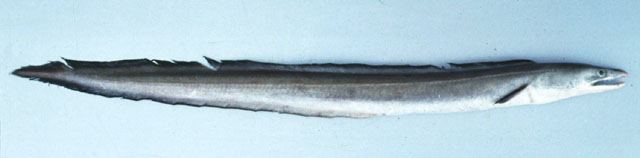 ปลายอดจากหูยาว
Muraenesox cinereus  (Forsskål, 1775)	
 Daggertooth pike conger 
ขนาด 200cm
พบตาม